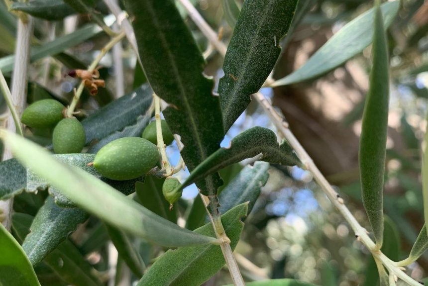 El escarabajo del olivo